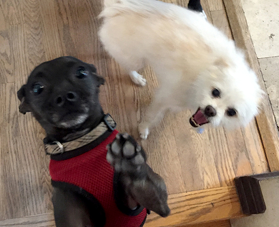 happy_puppies